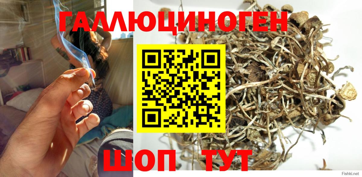Галлюциногенные грибы Psilocybe Киров